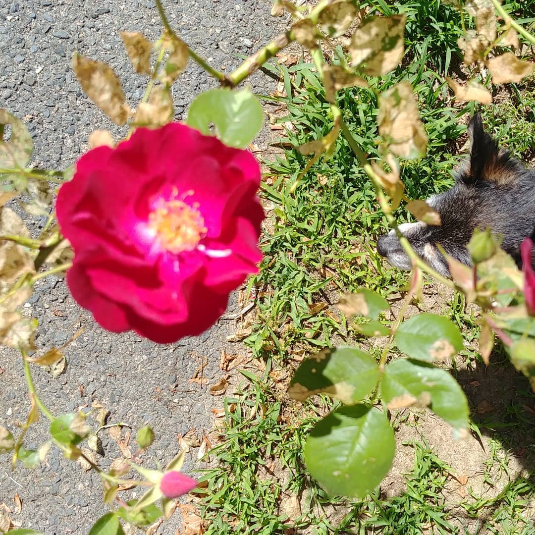 Chip is dwarfed by one of our blooming roses.